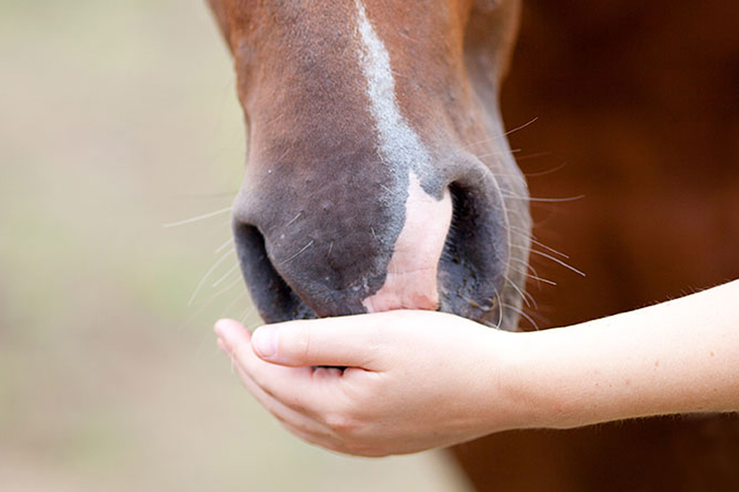 caresse maitre cheval