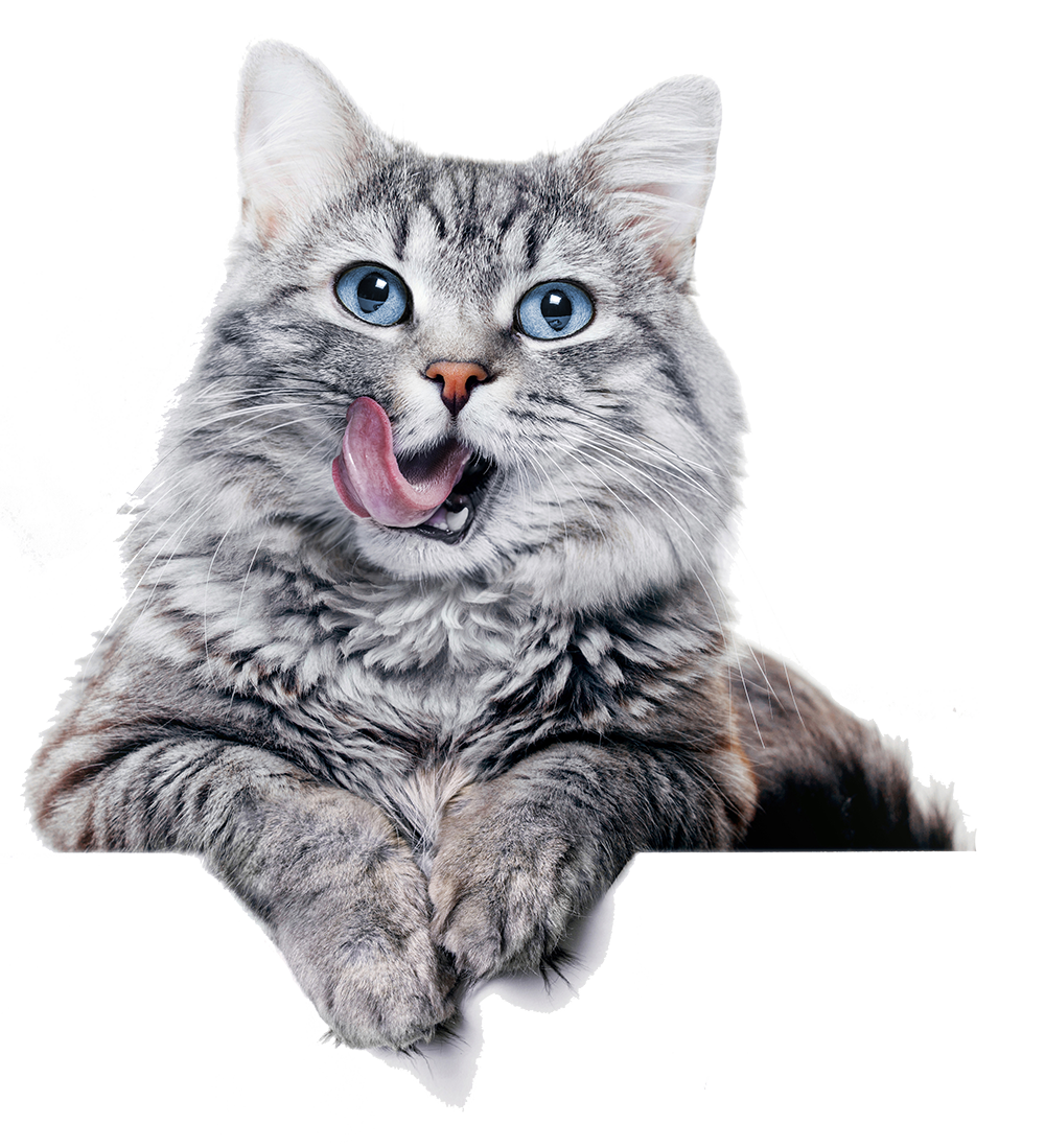 chat qui se leche les babines